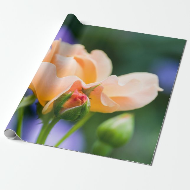 Papier Cadeau désir (Déroulé)