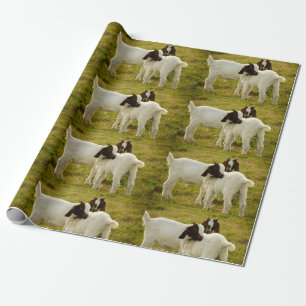 Papier Cadeau Deux chèvres boer mignonnes dans un champ Animal d