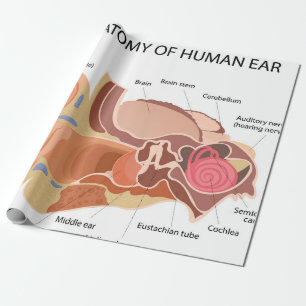 Papier Cadeau Diagramme anatomique du coeur