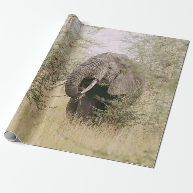 PAPIER CADEAU ÉLÉPHANT MANGEANT D'UN ARBRE (Déroulé)