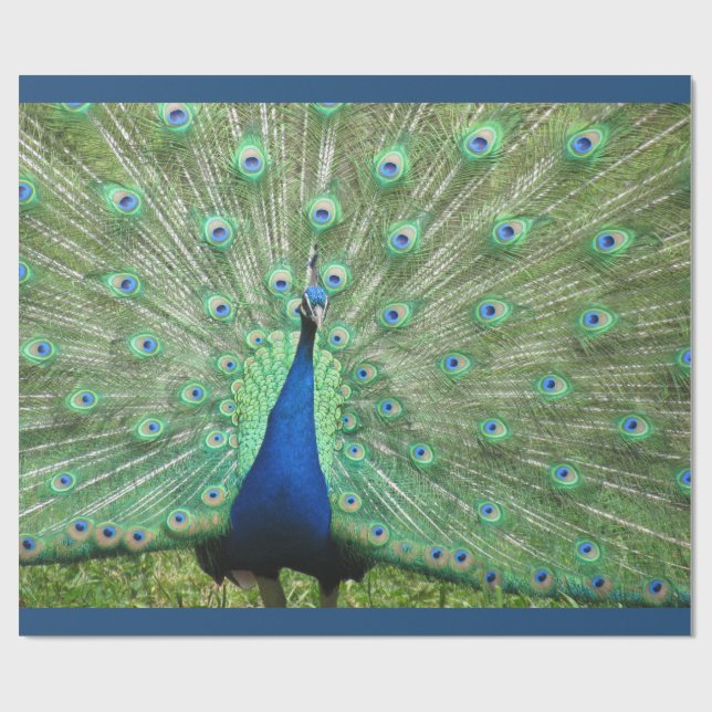 Papier Cadeau Enveloppe cadeau - Peacock (v.2) (Plat)