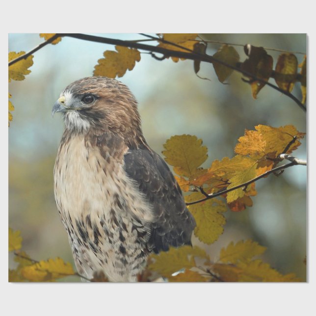 Papier Cadeau Faune Red Tail Hawk Automne Photo (Plat)