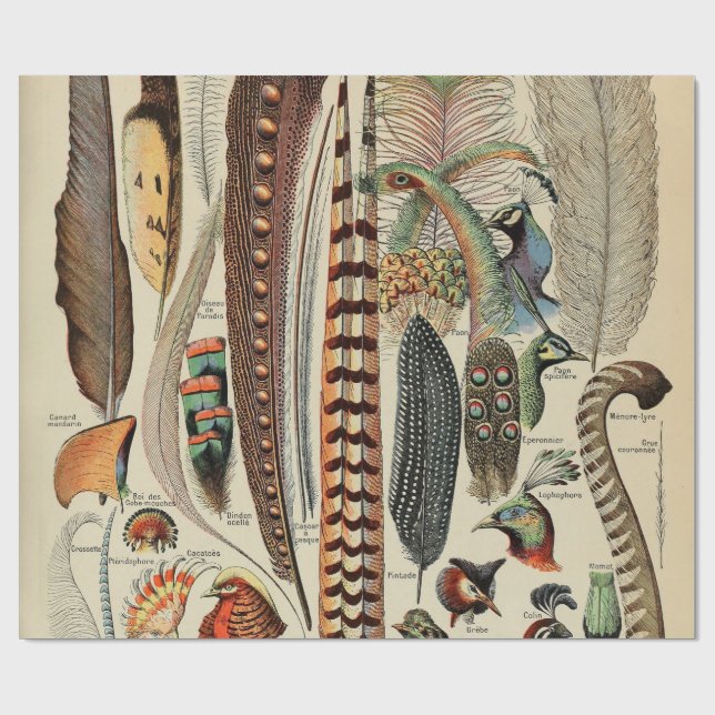 Papier Cadeau Feather Bird Wildlife Plumes d'antiquités (Plat)