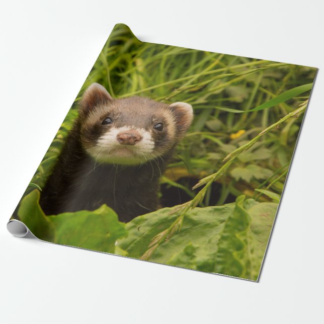Papier Cadeau Ferret Brown dans l'herbe (Déroulé)