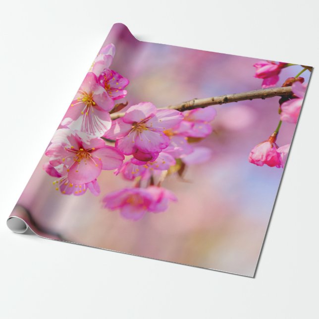 Papier Cadeau Festival Du Printemps De Sakura Rose (Déroulé)