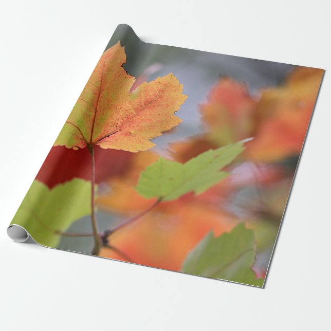 Papier Cadeau Feuille d'automne (Déroulé)