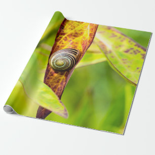 Papier Cadeau fixation calme