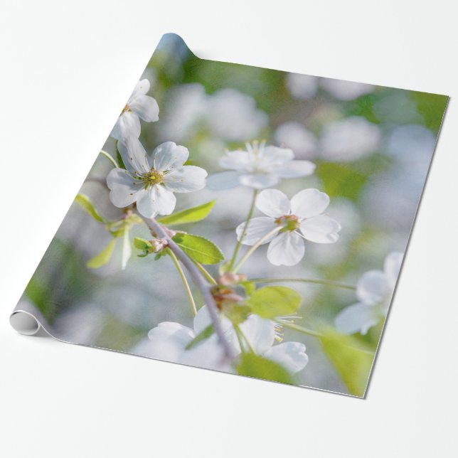 Papier Cadeau Fleur de cerisier blanche (Déroulé)