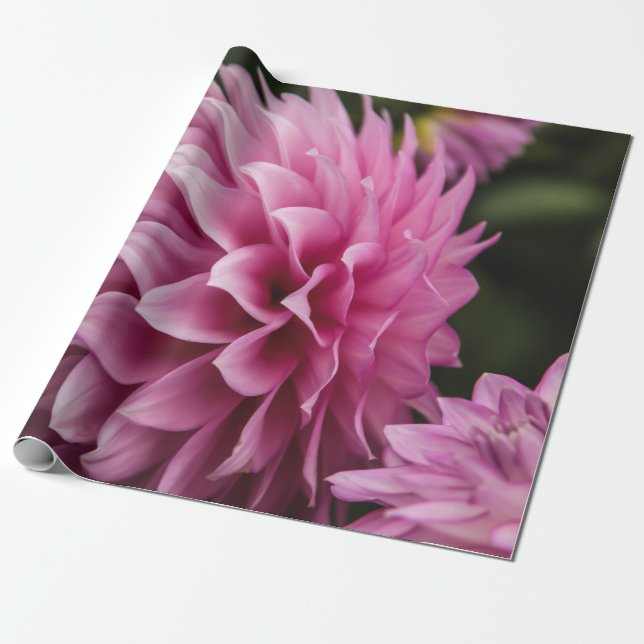 Papier Cadeau fleur de dahlia de printemps (Déroulé)