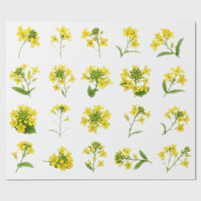 Papier Cadeau Fleur de Moutarde Jaune Ensemble Botanique de Fleu (Plat)