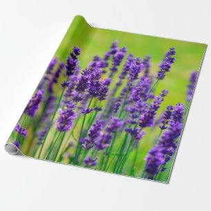 Papier Cadeau Fleur pourpre de lavande
