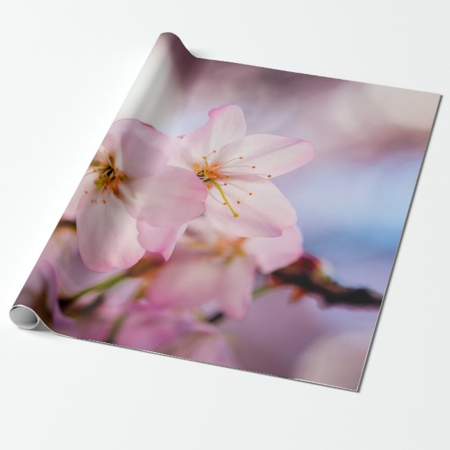 Papier Cadeau Fleurs De Cerise Douce De Couleur Rose Et Ciel Ble (Déroulé)