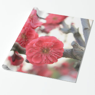 Papier Cadeau fleurs de prune fleurs rose de printemps enveloppe