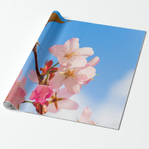 Papier Cadeau Fleurs De Sakura Cute Ouverte Au Soleil Du Printem
