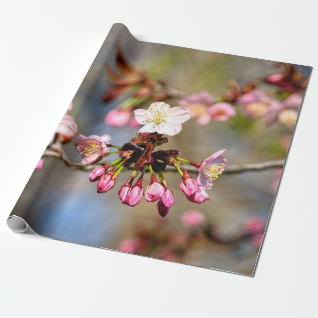 Papier Cadeau Fleurs De Sakura Fraîches Au Soleil Et Bufs Violet (Déroulé)