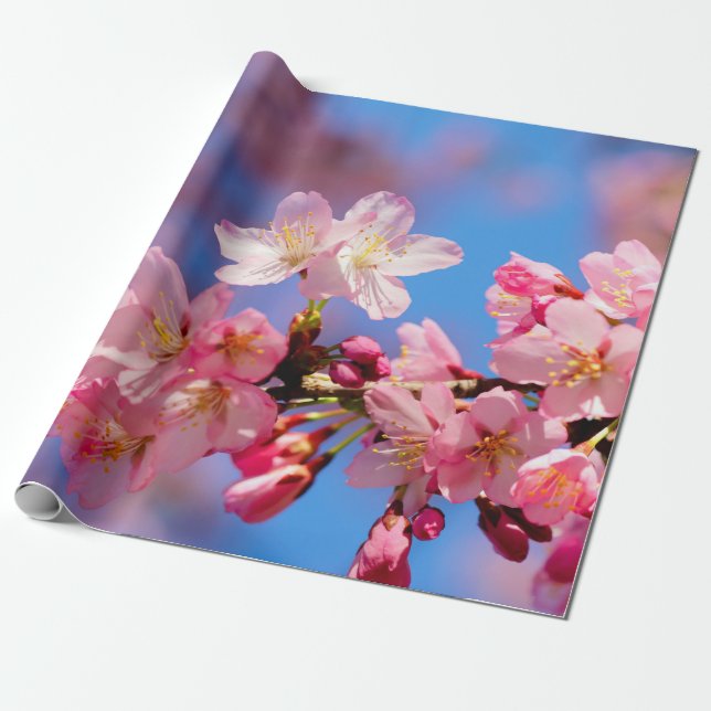 Papier Cadeau Fleurs de Sakura rose délicates (Déroulé)