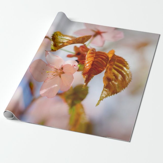 Papier Cadeau Fleurs Sakura Et Feuilles Oranges (Déroulé)