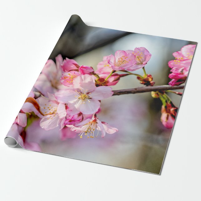 Papier Cadeau Fleurs sucrées Sakura Au Printemps (Déroulé)