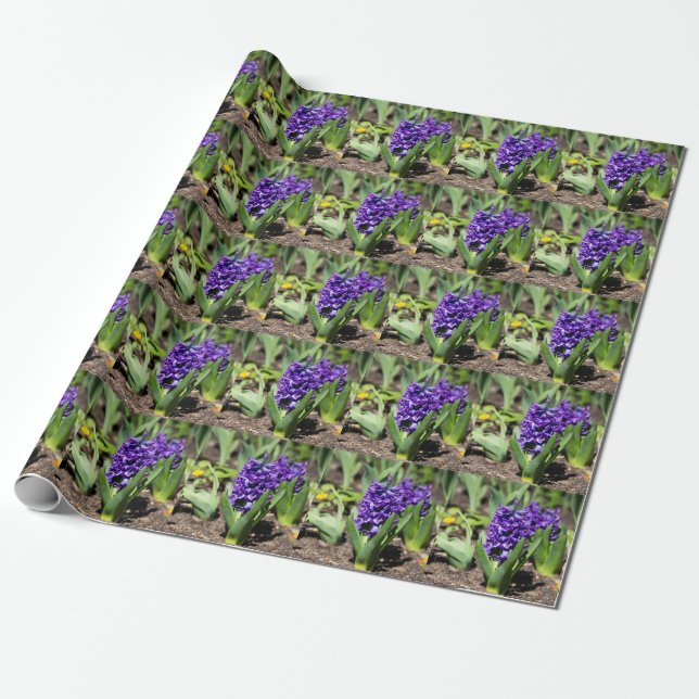 Papier Cadeau Géocinthe bleu au printemps (Déroulé)