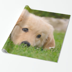 Papier Cadeau Golden Retriever Chien mignon Chiot Dream Portrait
