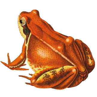 Papier Cadeau Grenouille orange