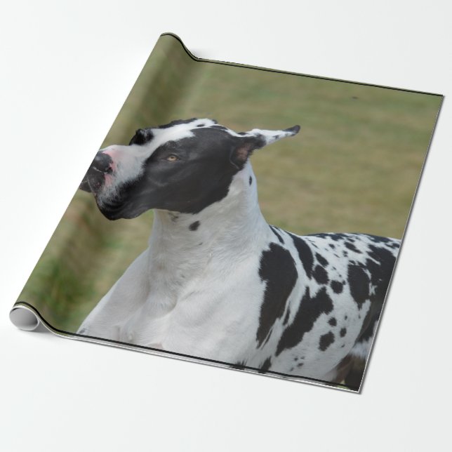 Papier Cadeau Harlequin great dane (Déroulé)