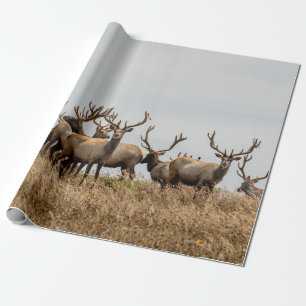 PAPIER CADEAU HERBE DE CERF