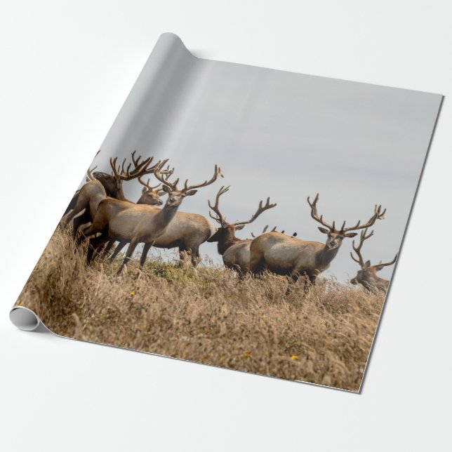 PAPIER CADEAU HERBE DE CERF (Déroulé)