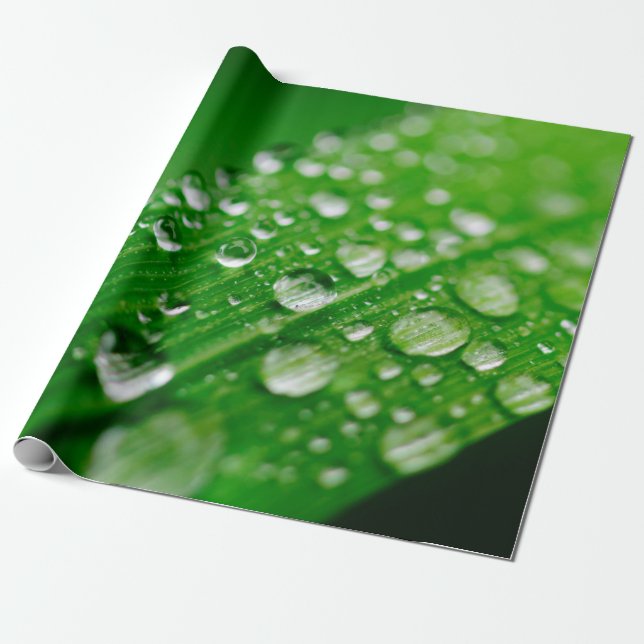 Papier Cadeau Herbe verte à feuilles d'eau (Déroulé)