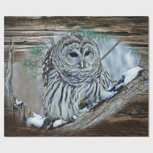 Papier Cadeau Hibou (Plat)