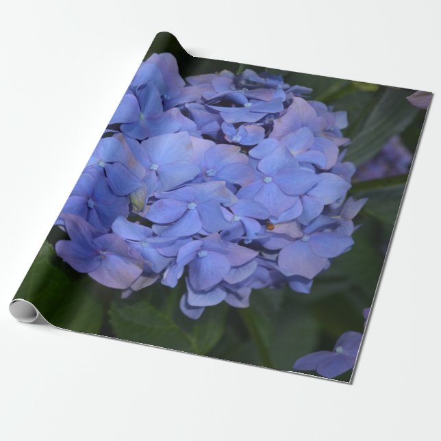 Papier Cadeau Hydrangea macrophylla violette rustique (Déroulé)