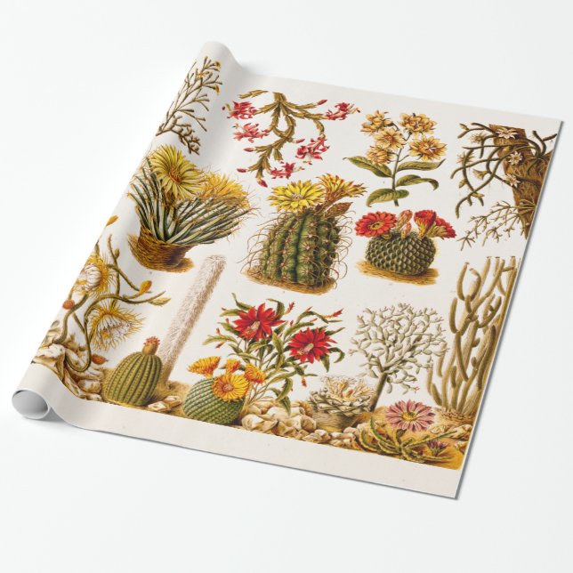 Papier Cadeau Illustration 1911 florale de fleur de cactus de (Déroulé)