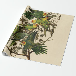Papier Cadeau Illustration Audubon Carolina Parrot Bird