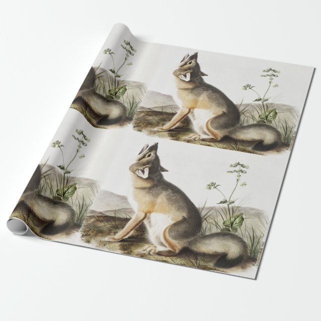 Papier Cadeau Illustration de Fox (Vulpes velox) (Déroulé)