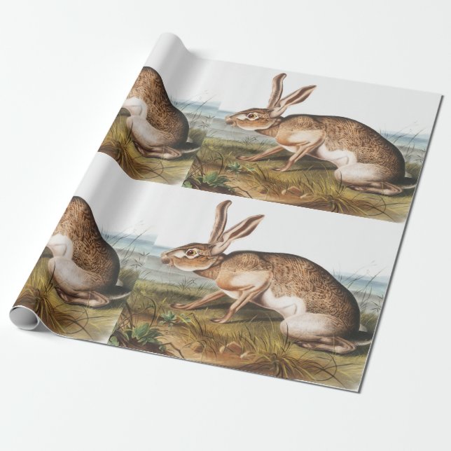 Papier Cadeau Illustration de lapin Lièvre texan (Lepus Texianus (Déroulé)