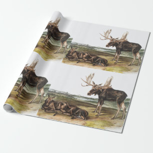 Papier Cadeau Illustration de Moose Deer (Servus alces)