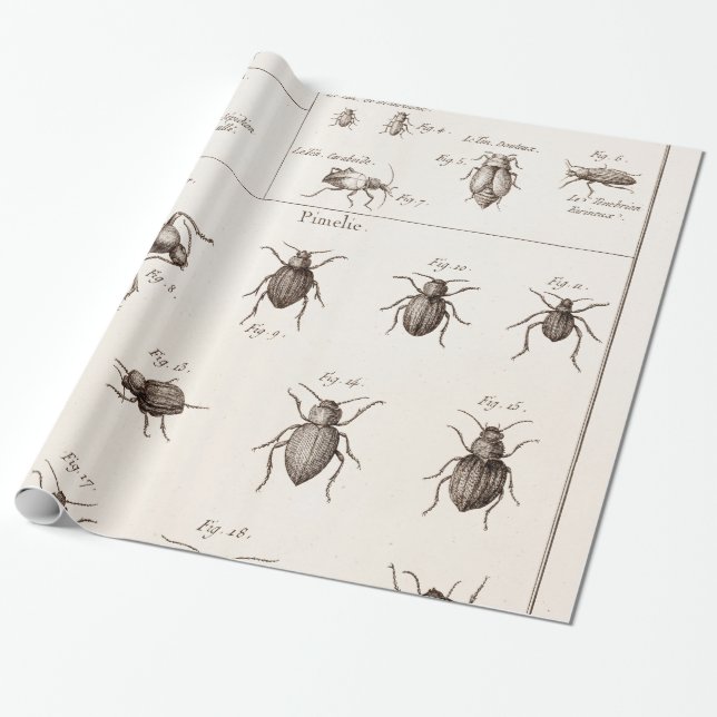 Papier Cadeau Illustration des insectes des insectes des années  (Déroulé)