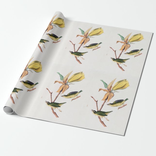 Papier Cadeau Illustration des oiseaux de Paruline capturant des (Déroulé)