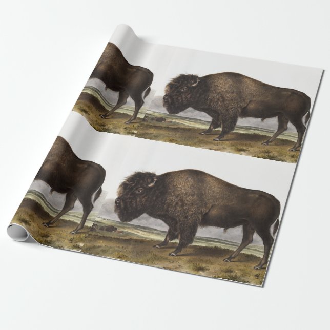 Papier Cadeau Illustration du bison américain (Bos Americanus) (Déroulé)