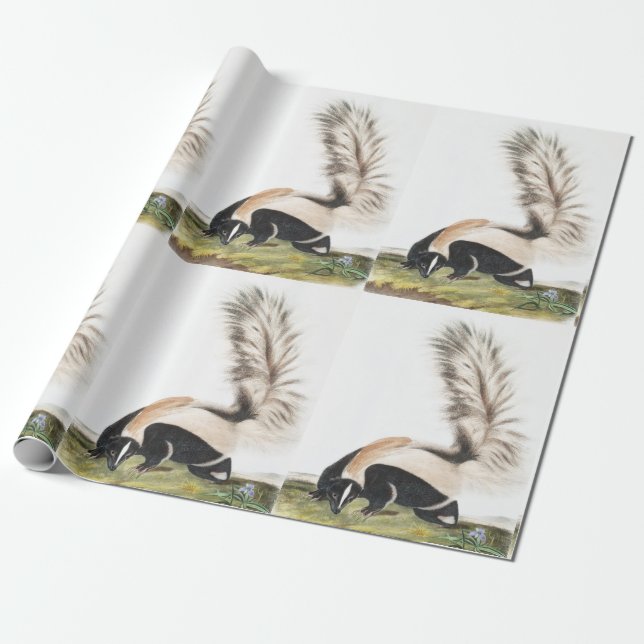 Papier Cadeau Illustration LargeTail Skunk Mephitis macroura (Déroulé)
