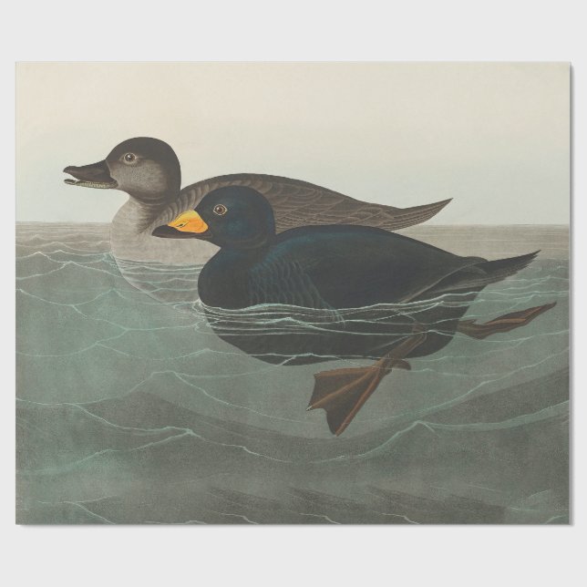 Papier Cadeau Impression de Macreuse noire d'Audubon : Canard cô (Plat)
