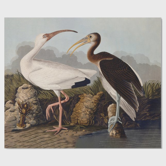 Papier Cadeau Impression d'oiseau Ibis blanc de John James Audub (Plat)