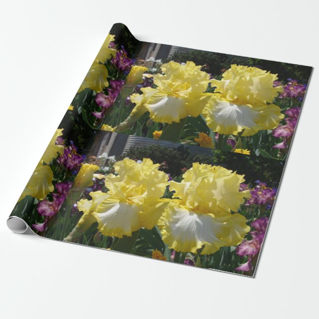 Papier Cadeau Iris iris fleurs Jaune Blanc Parlé fleuri (Déroulé)