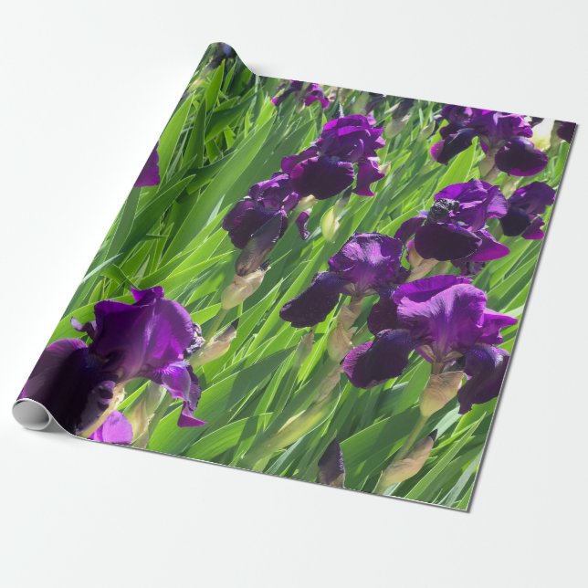 Papier Cadeau Iris pourpre (Déroulé)