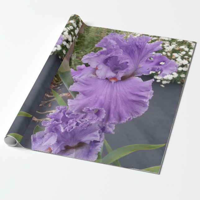 Papier Cadeau Iris violet iris fleurs Lavender Lilac Learé (Déroulé)