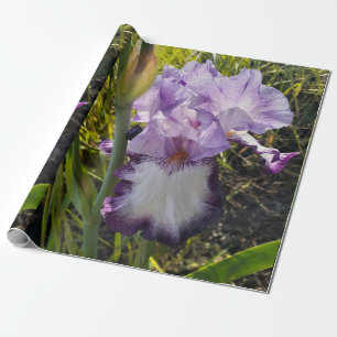 Papier Cadeau Iris violet iris fleurs Lavender Lilac Learé