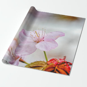 Papier Cadeau Jolie Fleur Sakura Rose Doux Au Printemps