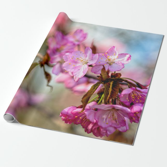 Papier Cadeau Jolies fleurs de Sakura rose (Déroulé)