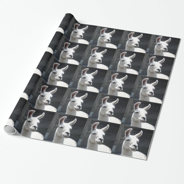 Papier cadeau lama souriant (Déroulé)