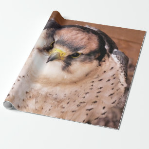 PAPIER CADEAU LANNER FALCON